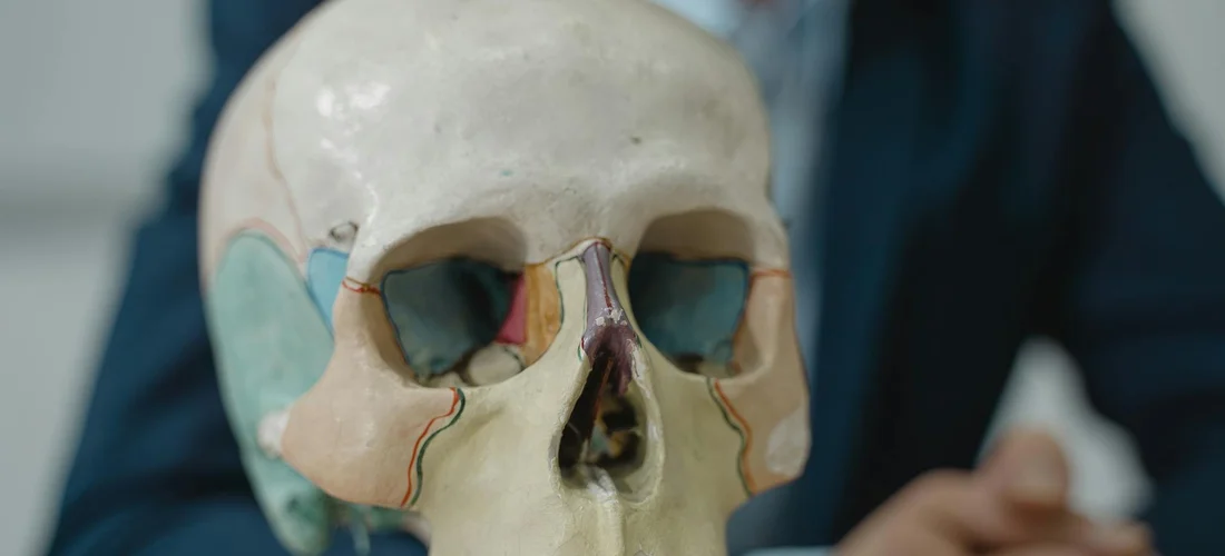 Anatomical skull model with colored sections highlighting different bones, used for teaching bone anatomy