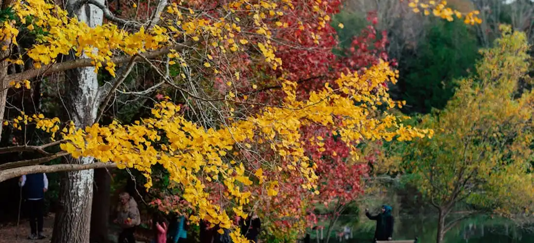 Park scene with colorful autumn leaves in yellow, orange, and red