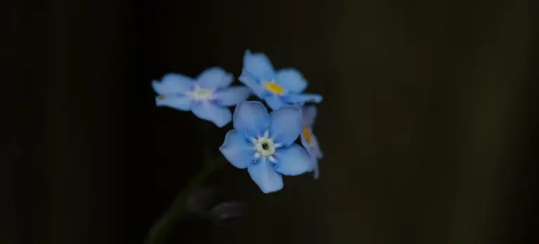 Small cluster of blue forget-me-not flowers against a dark, blurred background