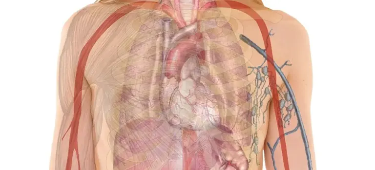 Anatomical illustration of a human torso with internal organs and the vascular system visible through a translucent overlay.