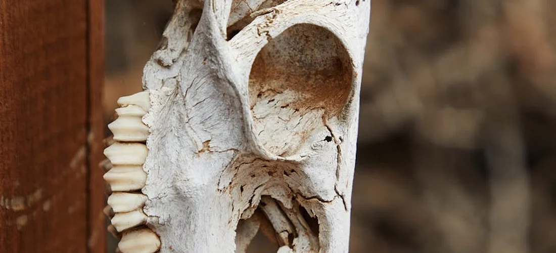 Close-up of a weathered bone fragment with teeth, showing cracks and textured surface