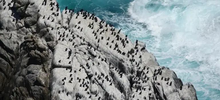 A large colony of seabirds perched on gray, jagged rocks overlooking the sea.