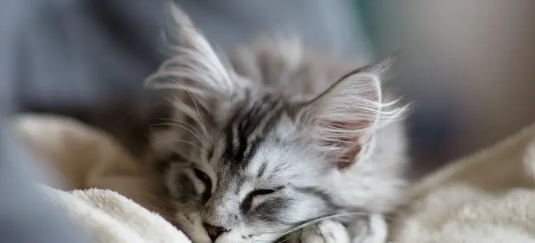 Close-up of a gray tabby kitten sleeping in soft blankets.