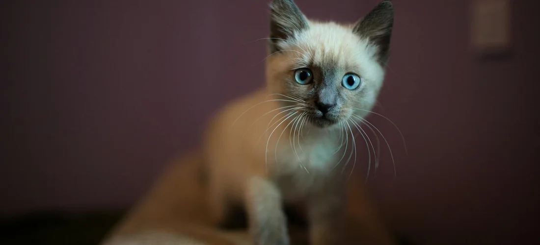 Close-up of a light-colored cat with blue eyes looking at the camera.