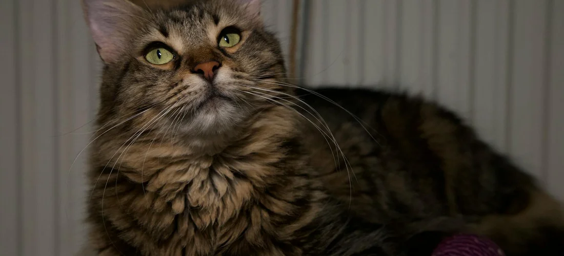 Close-up of a fluffy domestic cat with green eyes, looking upward.