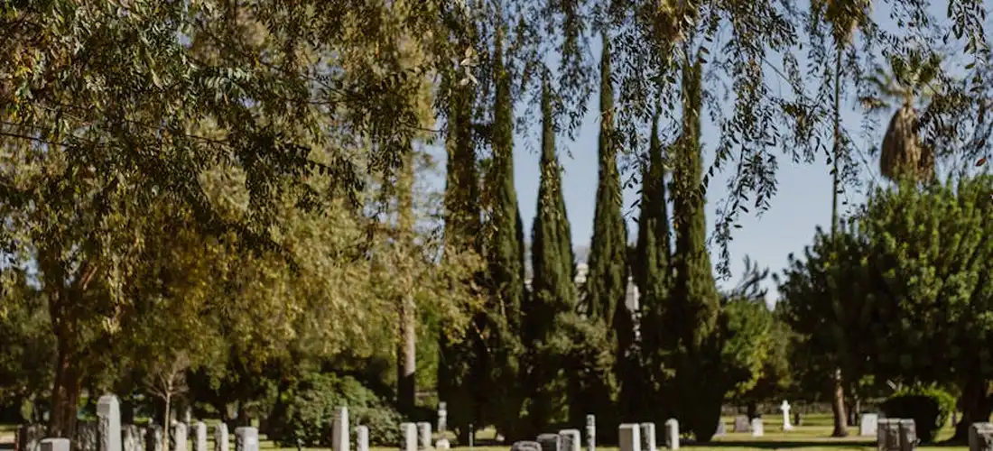 Rows of tombstones in a cemetery with tall trees and a clear sky.