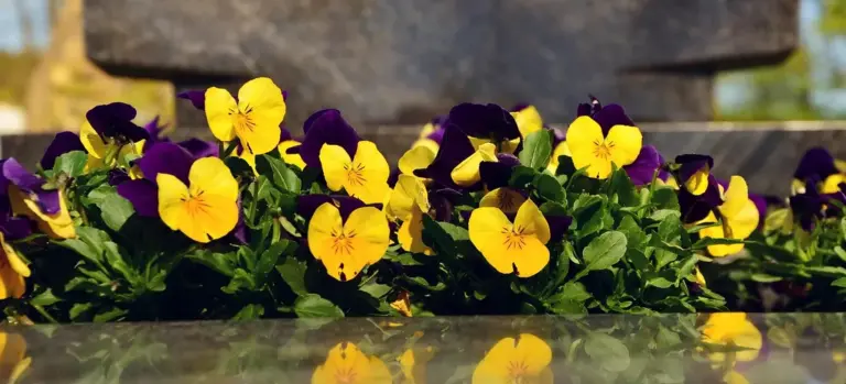 Yellow and purple pansies in front of a gravestone at a cemetery