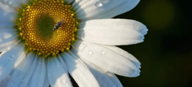 Macro shot of a white daisy with a yellow center and dewdrops on the petals
