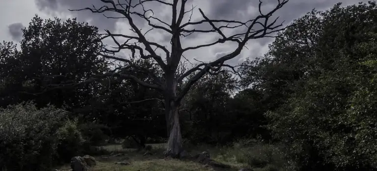 A stark, leafless tree stands alone in a dark, wooded clearing, conveying a somber mood suitable for a discussion of Viking funeral legality.