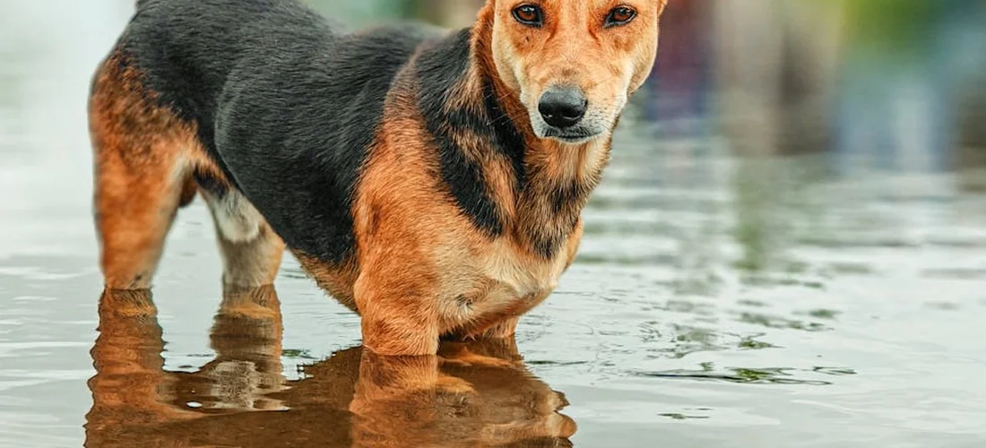 A small dog standing in shallow water, looking toward the camera