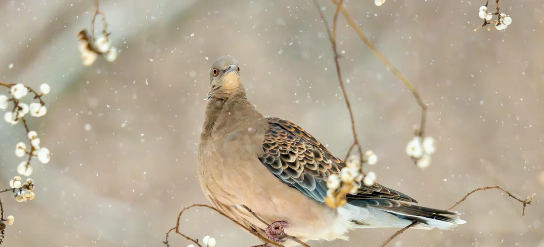 A dove perched on a flowering branch in a calm, muted background, symbolizing peace and remembrance.