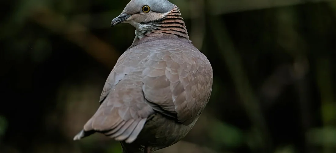 A calm grey dove perched against a dark, blurred green background.