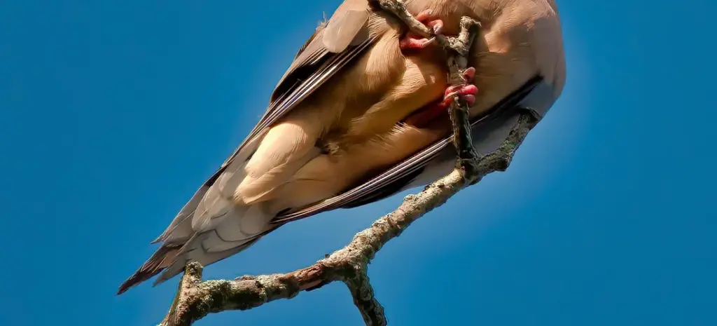 Dove Release at a Funeral: Symbolism and Planning Guidance