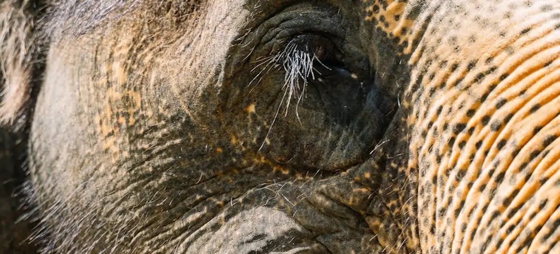 Close-up of an elephant's eye and textured skin