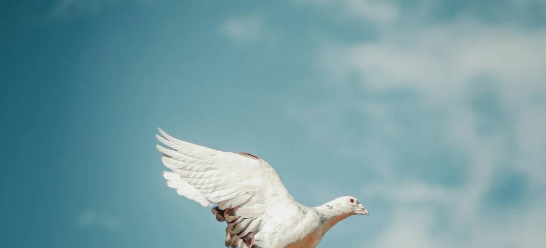 A white dove taking flight against a soft blue sky, symbolizing peace and release.