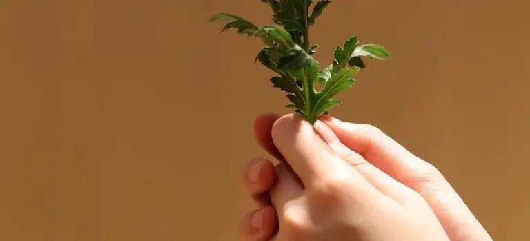 Close-up of hands holding a small green sprig against a warm brown background.