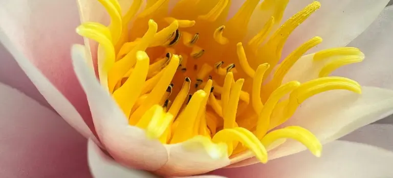 Close-up of a white-pink lotus or water lily with a bright yellow center.