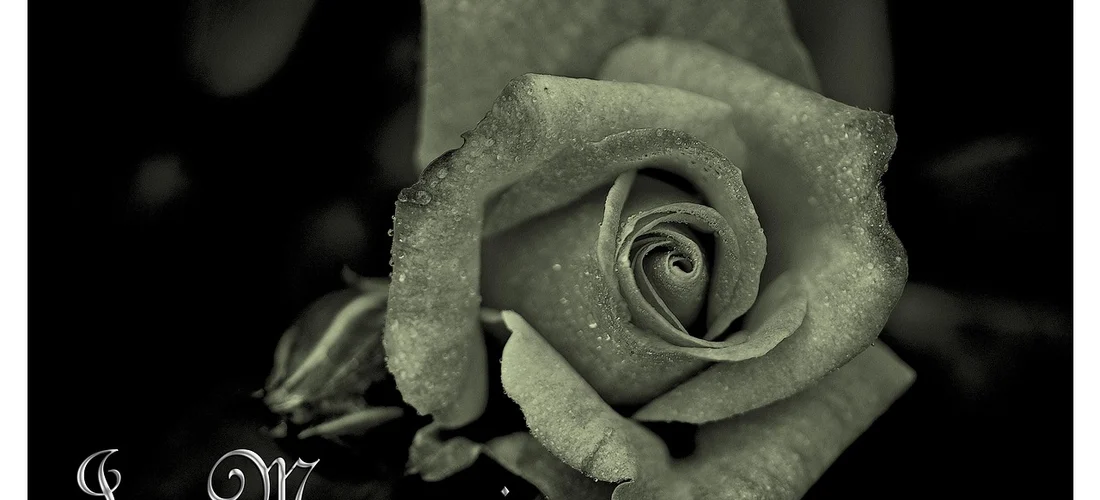 Close-up black-and-white rose with dew on the petals, symbolizing remembrance and memorial services