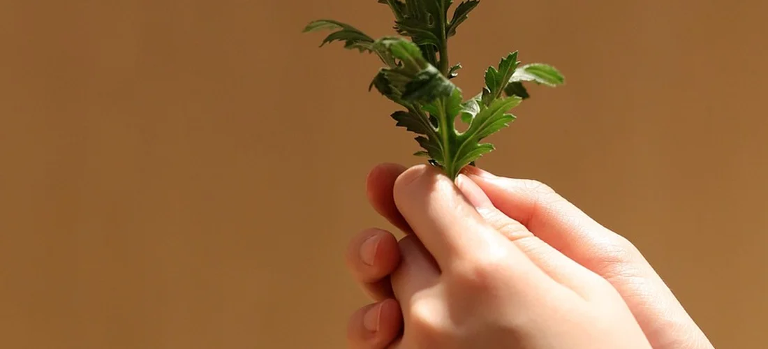 Close-up of hands holding a small green sprig against a warm brown background