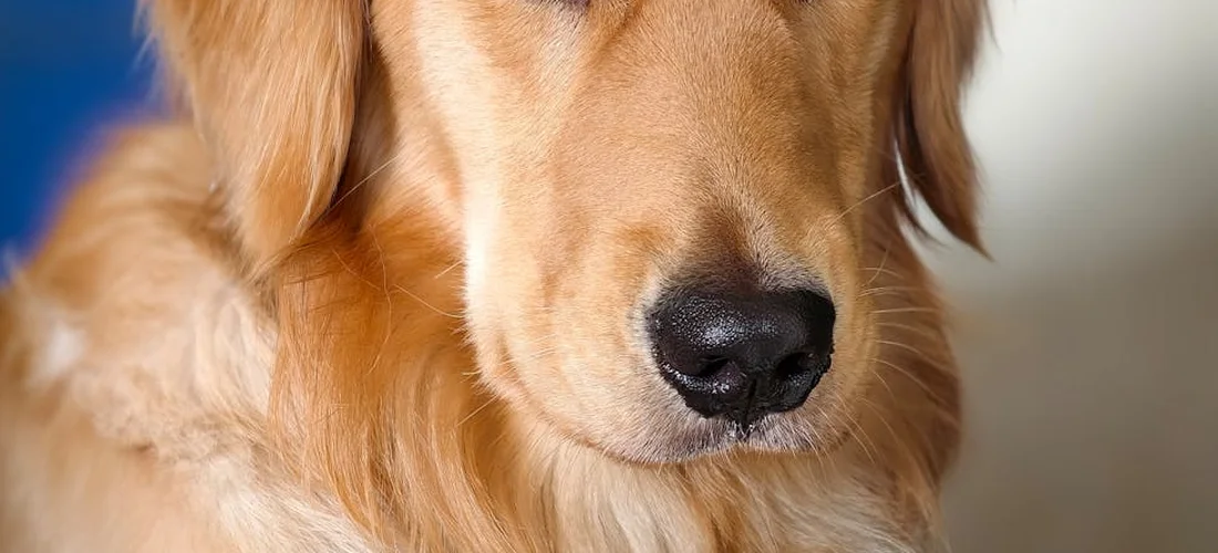Close-up of a golden retriever's face, showing warm fur and a calm expression.