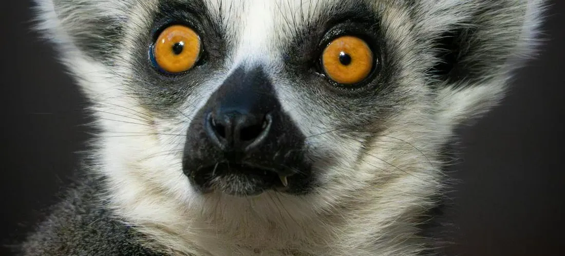 Close-up of a lemur's face with striking orange eyes