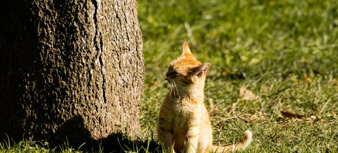 Orange tabby cat sitting in sunlit grass beside a tree, gazing into the distance
