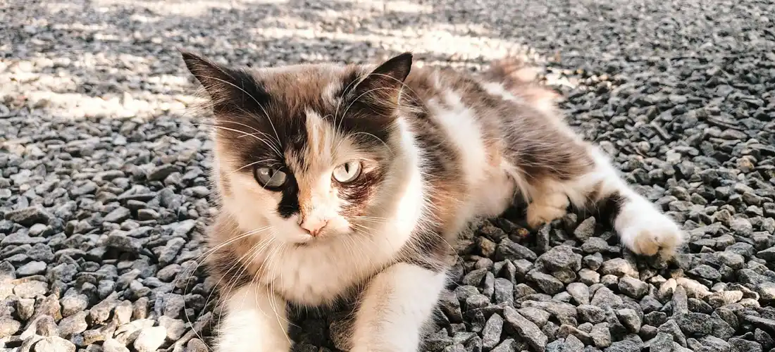 Calico cat lying on gravel, looking at the camera.