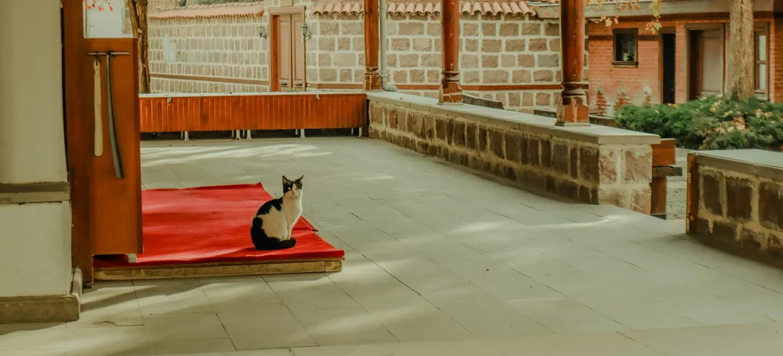 A black-and-white cat sits on a bright red mat in a quiet stone courtyard with columns and a wooden doorway.