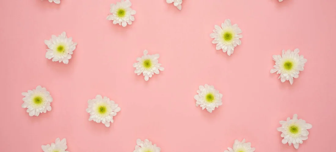 White daisies scattered across a soft pink backdrop
