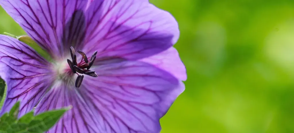 What to Write on Funeral Flower Cards and Banners: Gentle Sympathy Messages