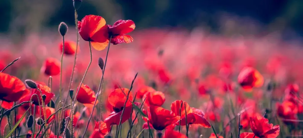 Is It Appropriate to Wear Red to a Funeral? Etiquette Rules & Cultural Considerations