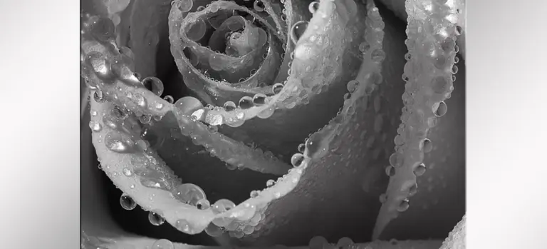 Black-and-white close-up photo of a rose with water droplets, representing sympathy and remembrance.