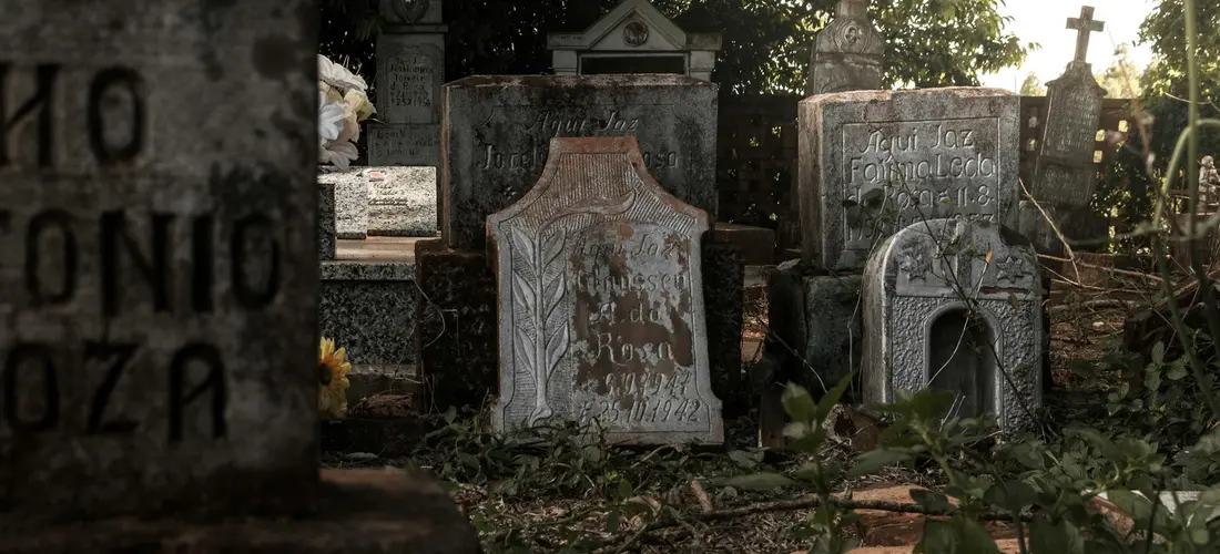 Old gravestones in a Jewish cemetery with ivy and greenery, bathed in soft light.