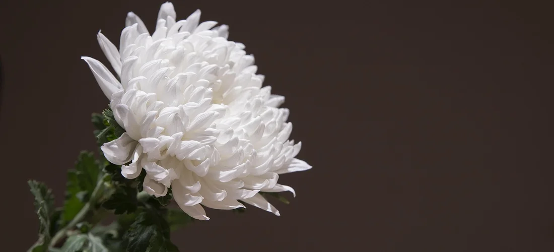 Close-up of a white chrysanthemum flower against a dark background, symbolizing compassion and guidance in funeral planning.