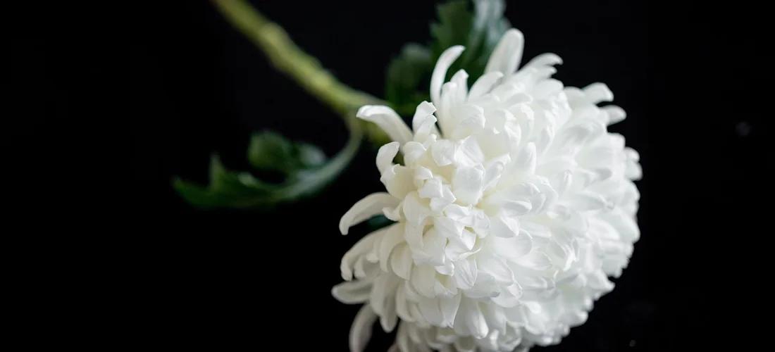 Close-up of a white chrysanthemum flower against a black background