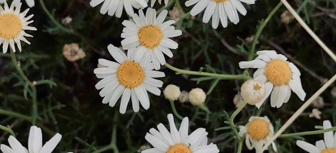 Close-up of white daisies with yellow centers in a green garden