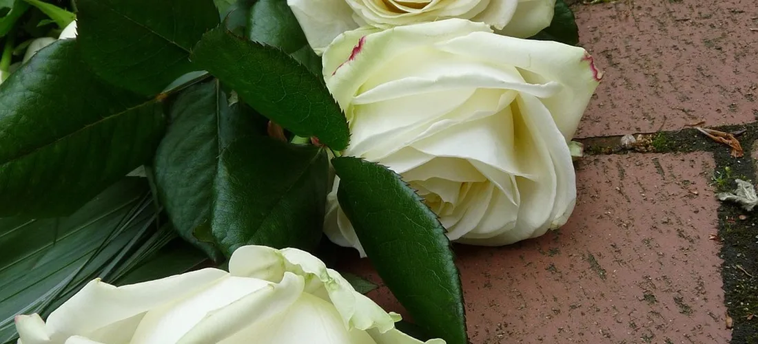 Close-up of white roses with green leaves resting on a brick surface