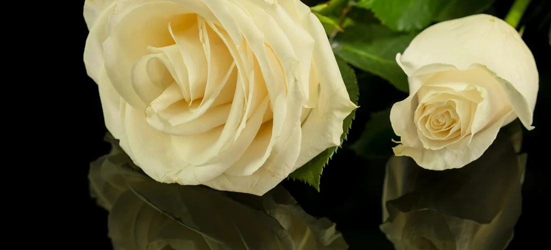 Two ivory-white roses on a dark, reflective surface
