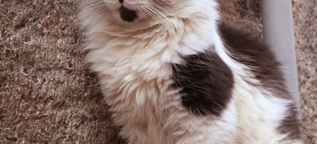 Close-up of a white and brown cat lying on a textured carpet