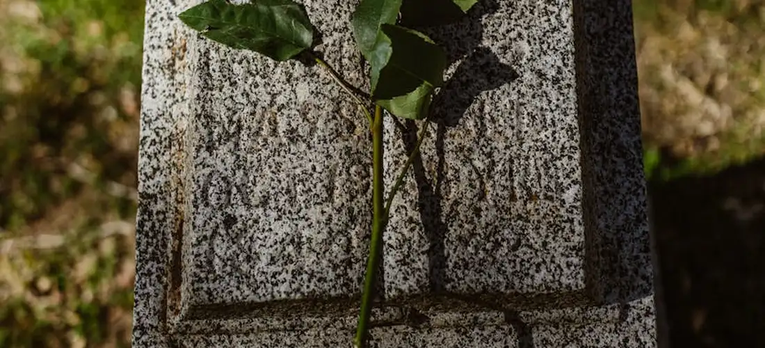 A single rose rests on a gravestone.