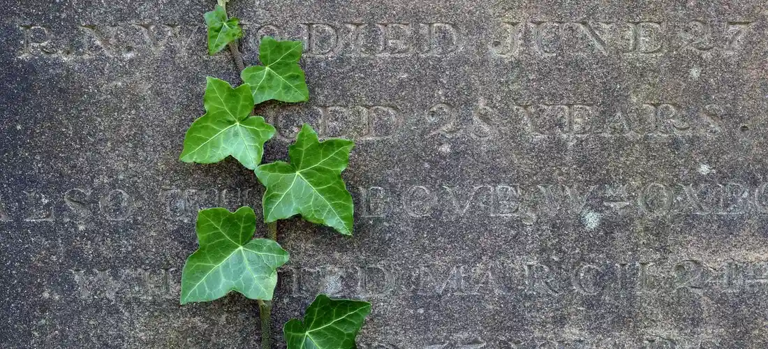 Weathered tombstone overgrown with green ivy.