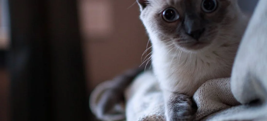 Close-up of a curious kitten wrapped in a soft blanket, gazing toward the camera.