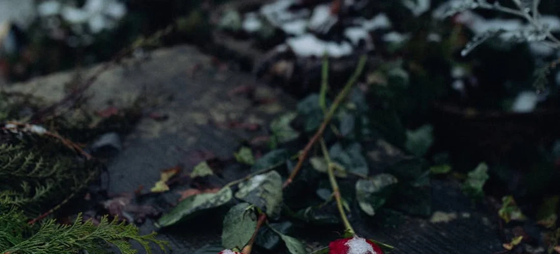 Close-up of scattered leaves and green foliage on a dark surface, conveying a somber, contemplative mood.