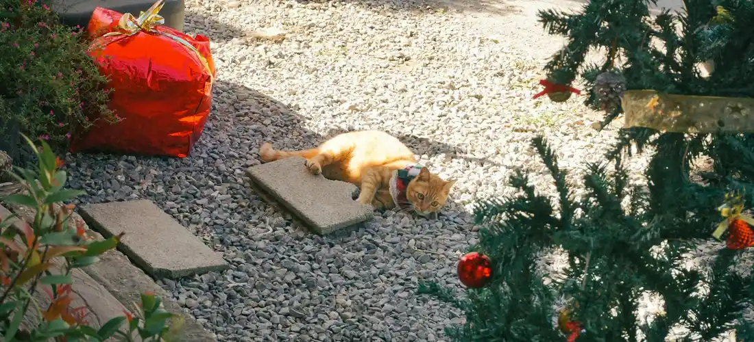 Small dog on a gravel path in a backyard with a red bag nearby