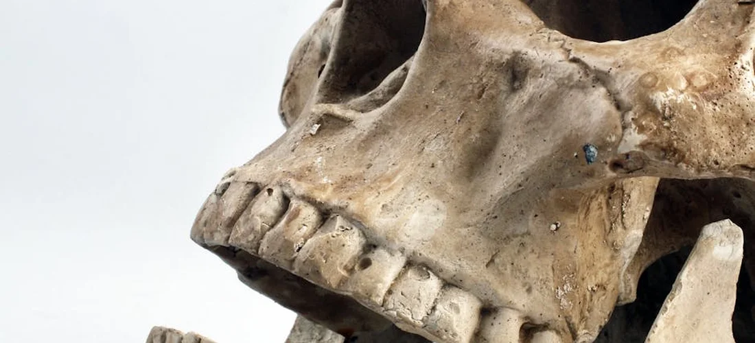 Close-up of a weathered skull with visible teeth