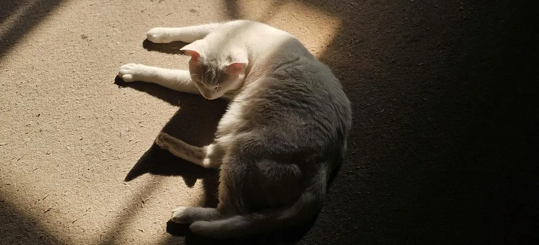Cat resting in a sunlit patch on a beige floor.