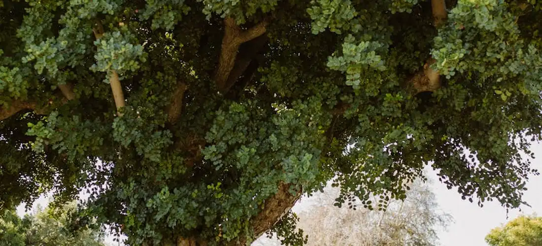 A dense tree canopy with branches and green leaves seen from below