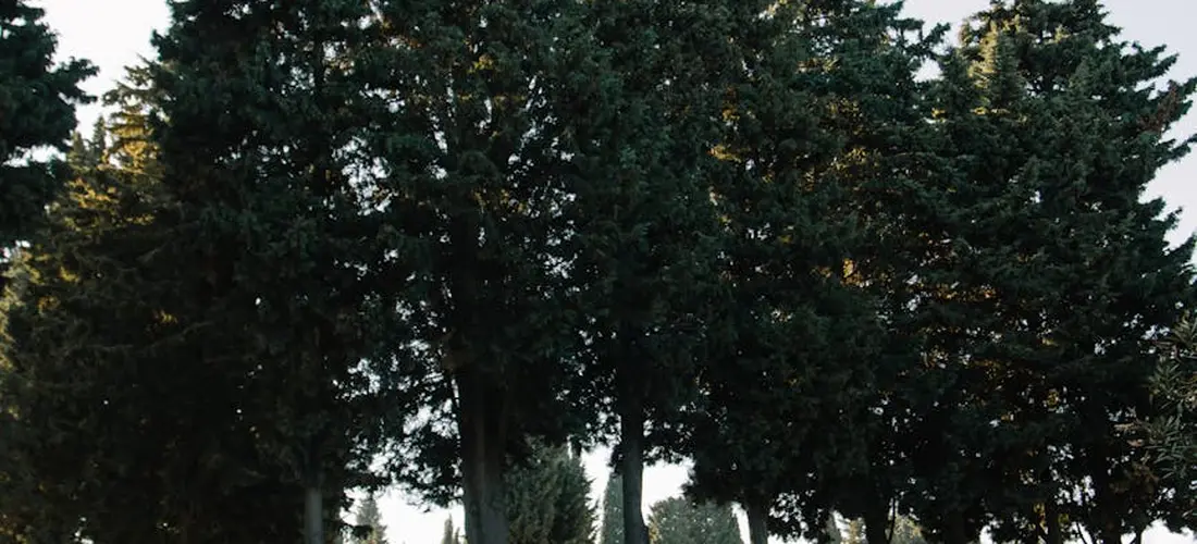 Tall evergreen trees forming a quiet, shaded avenue, suggesting a calm space for reflection after a funeral service.